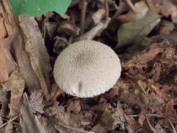 Common Puffball