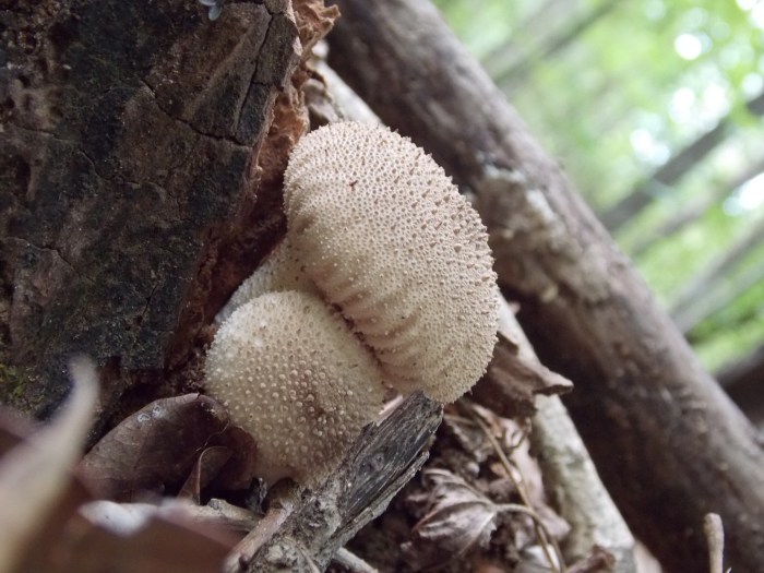 Gem Studded Puffball