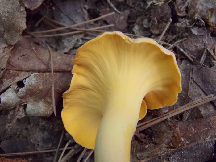 Smooth Chanterelle 1