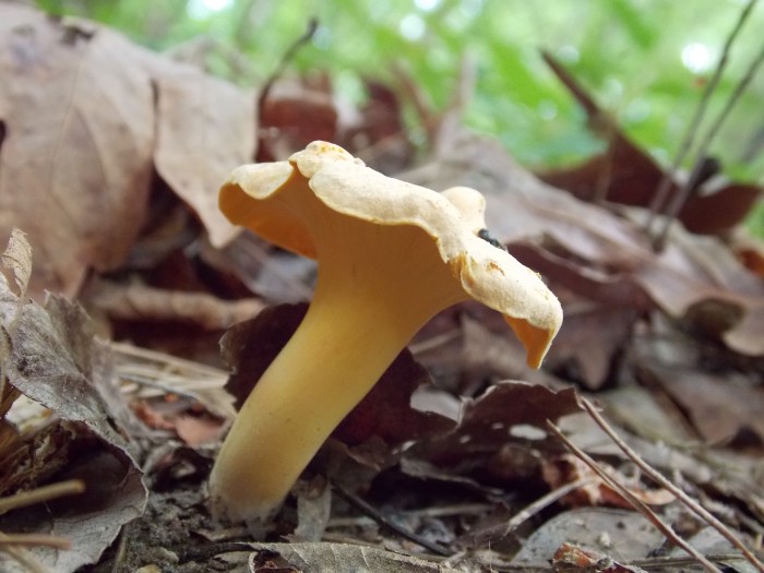 Smooth Chanterelle 3