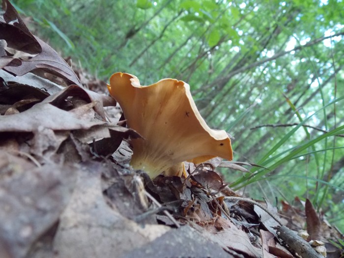 Smooth Chanterelle 4