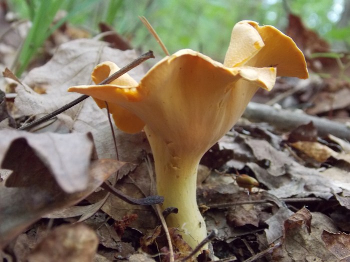 Smooth Chanterelle