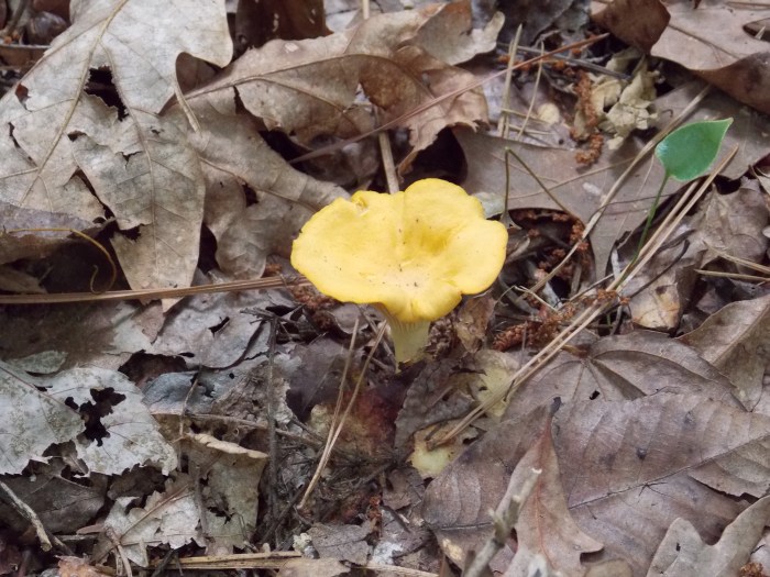 Yellow Chanterelle.JPG