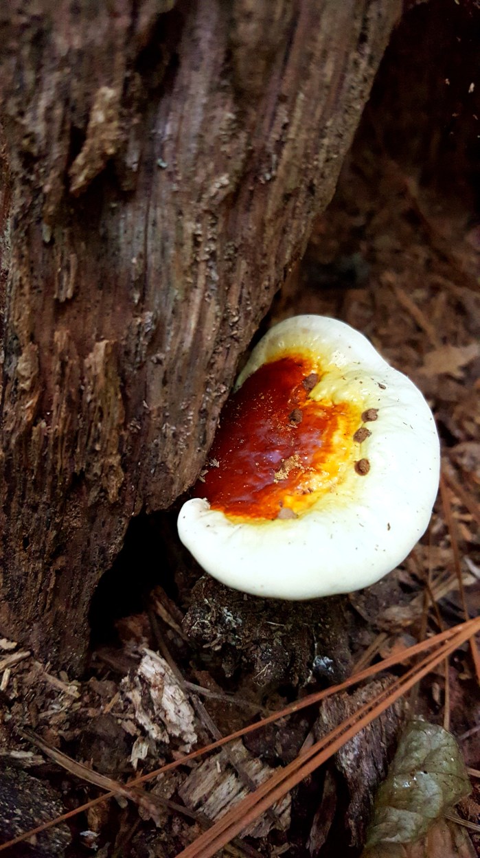 Wild Reishi Mushroom
