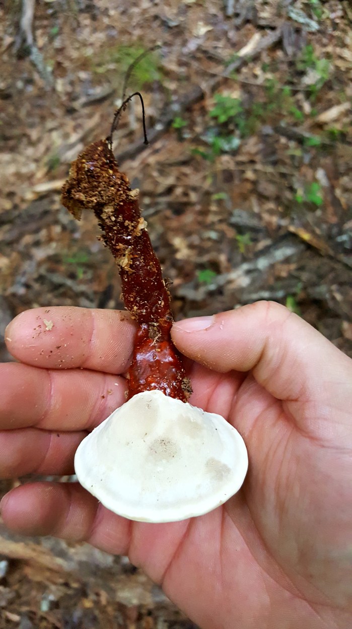Reishi Mushroom Cap