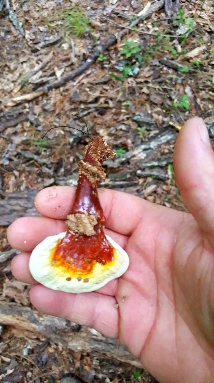 Reishi Cap Stem Roots