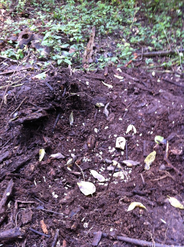 Alligator Nest with Hatched Eggs
