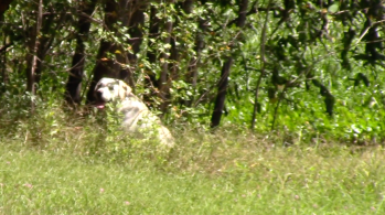 Joe Dog Gator Bait.png