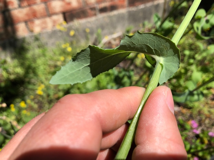 Sow Thistle Leaves Wrap Around Stem