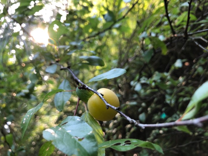 Wild Chickasaw Plum