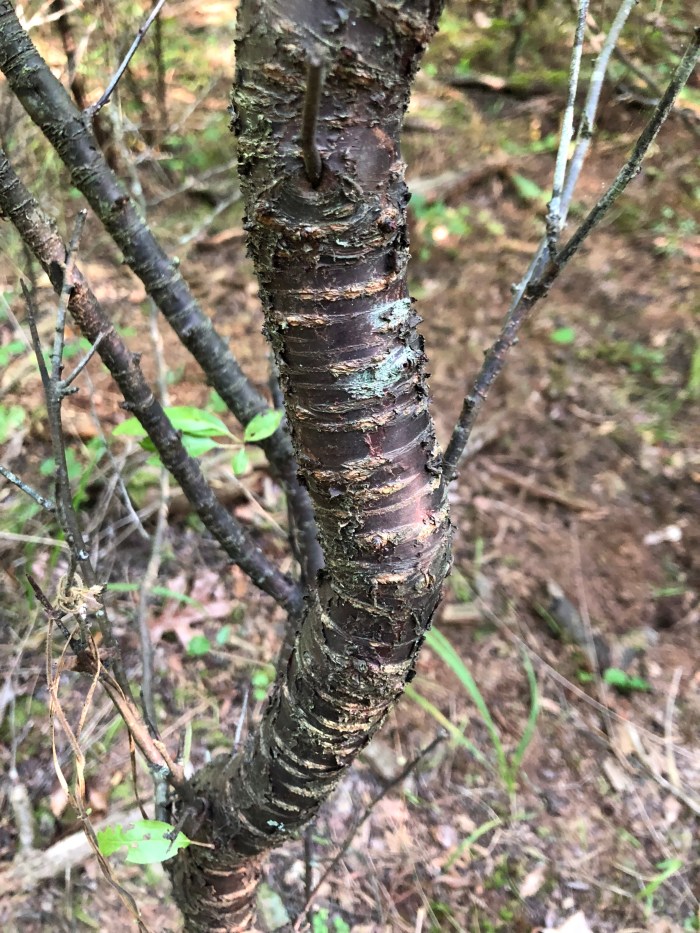 Wild Plum Bark