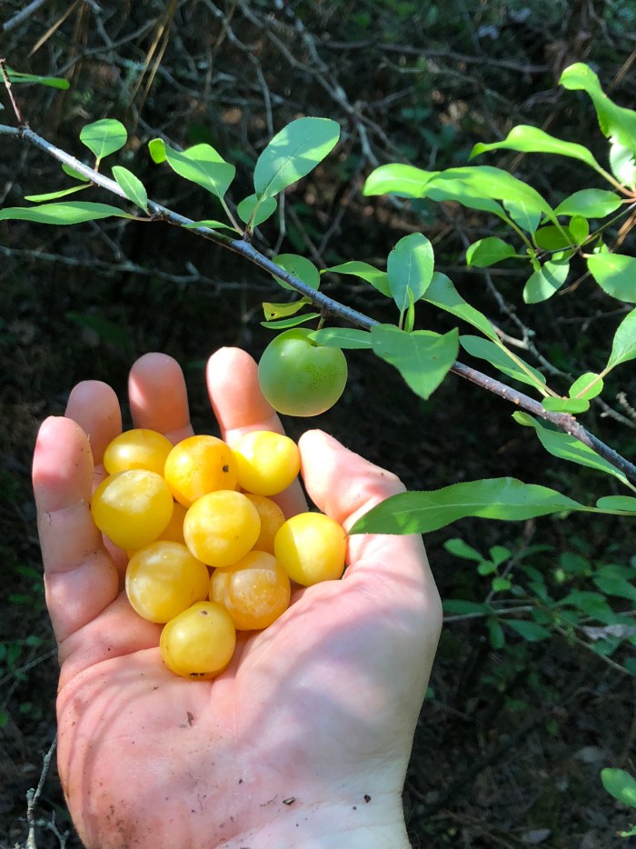 Wild Yellow Plum