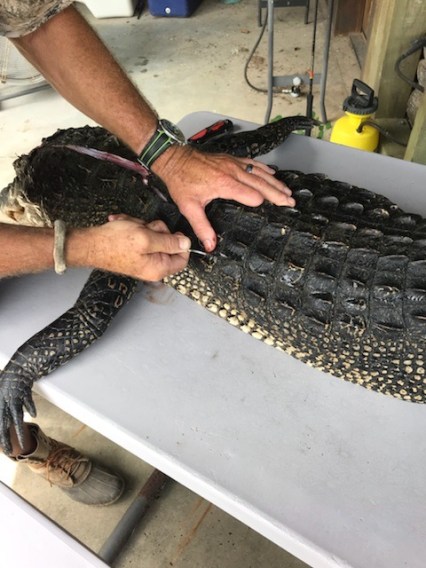 how to clean an alligator.jpg