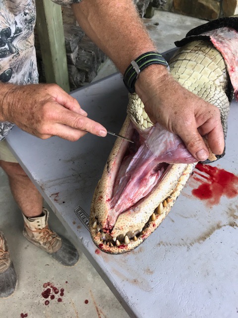 Skinning an Alligator.jpg