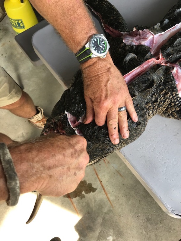 Skinning Gator Head.jpg
