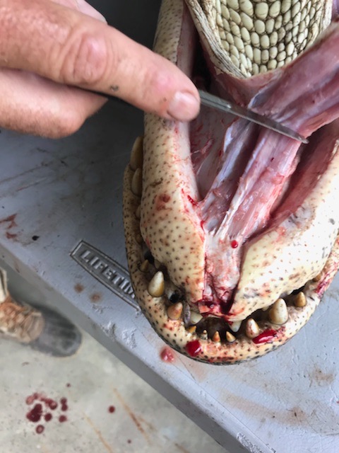 Skinning Gator Throat.jpg